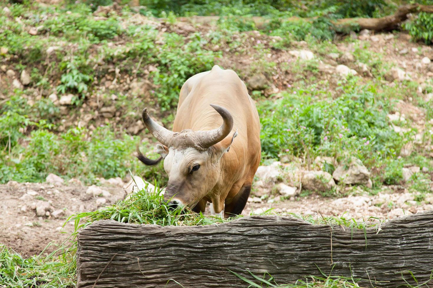 Gaur eating grass photo