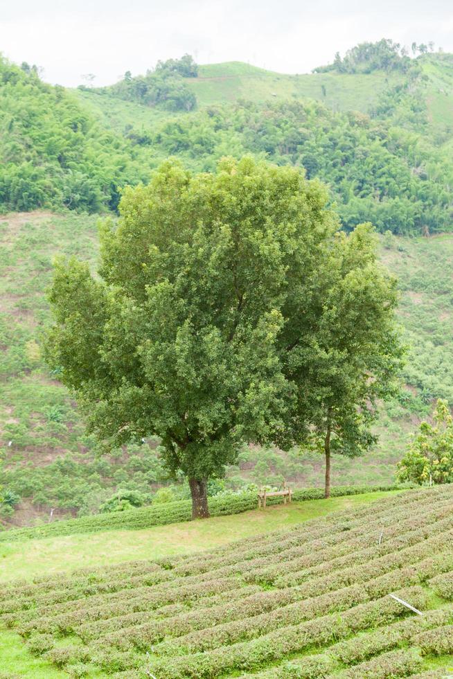 árbol en una granja de té foto