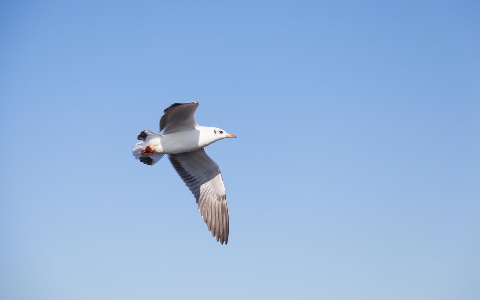 Seagull in the sky photo