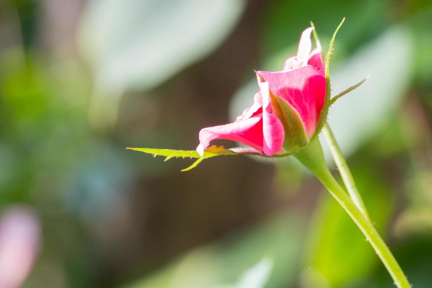 Red rose close-up photo