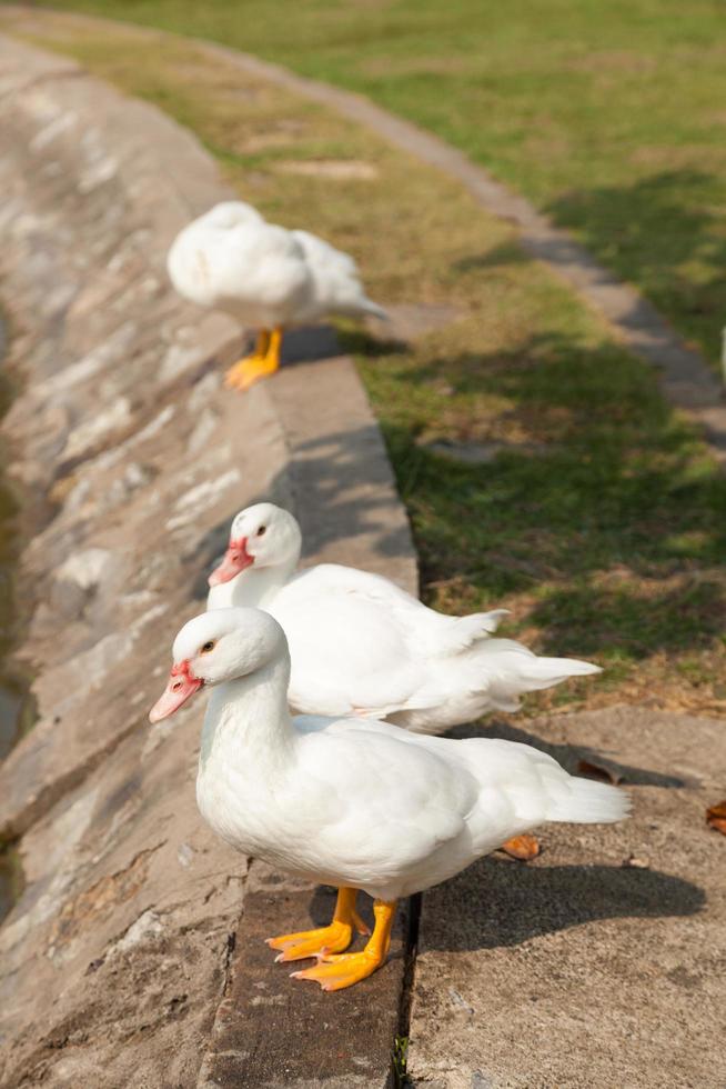 patos blancos en el parque foto