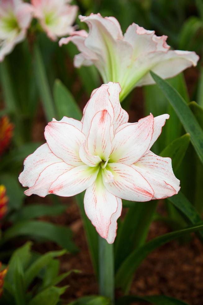 grandes flores blancas foto