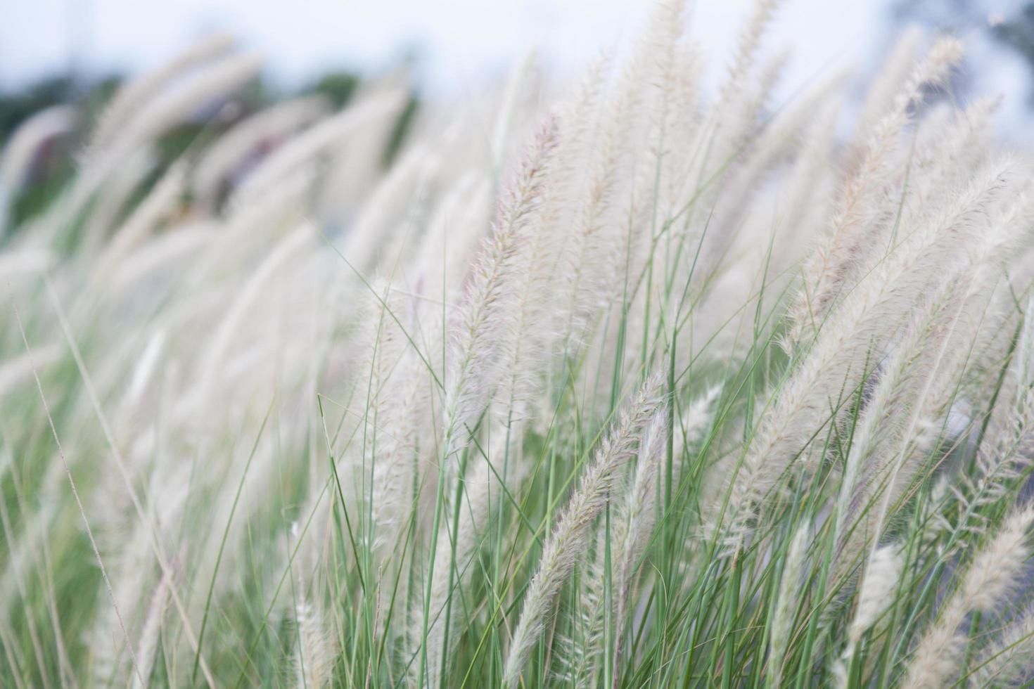 Flowers of grass photo