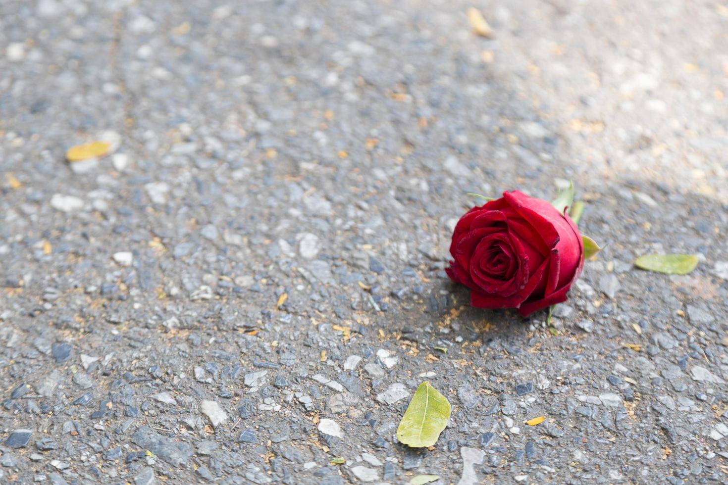 Rose on the asphalt photo