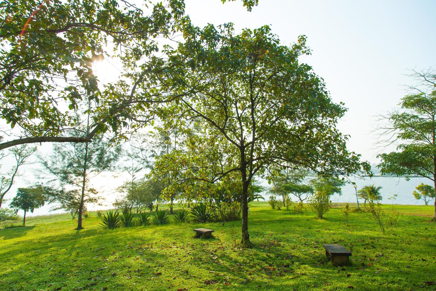 banco debajo de un árbol foto