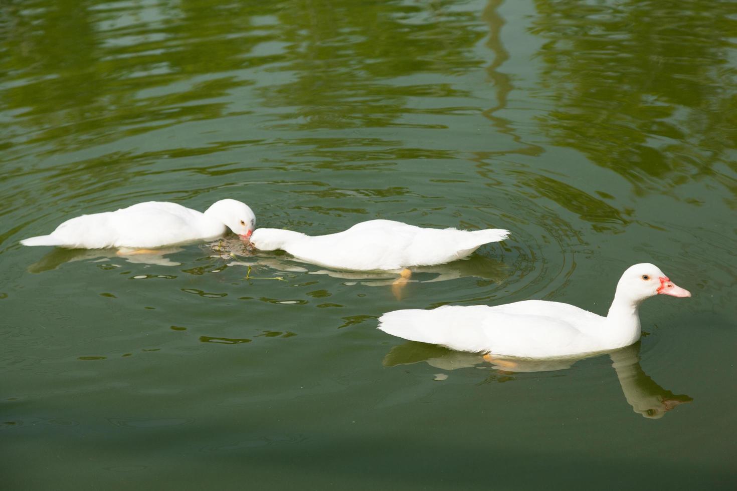 patos en el estanque foto
