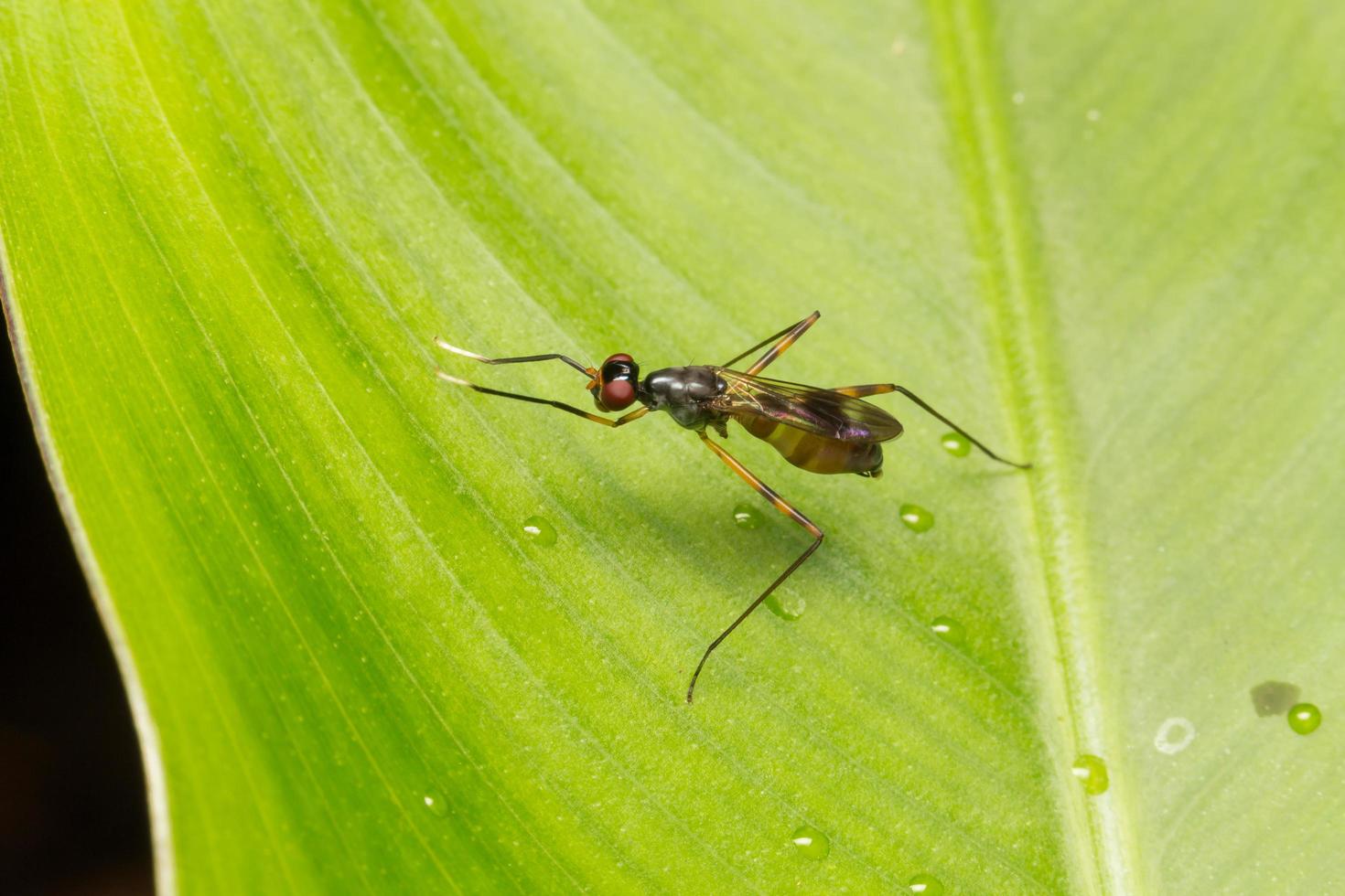 Small insect close-up photo