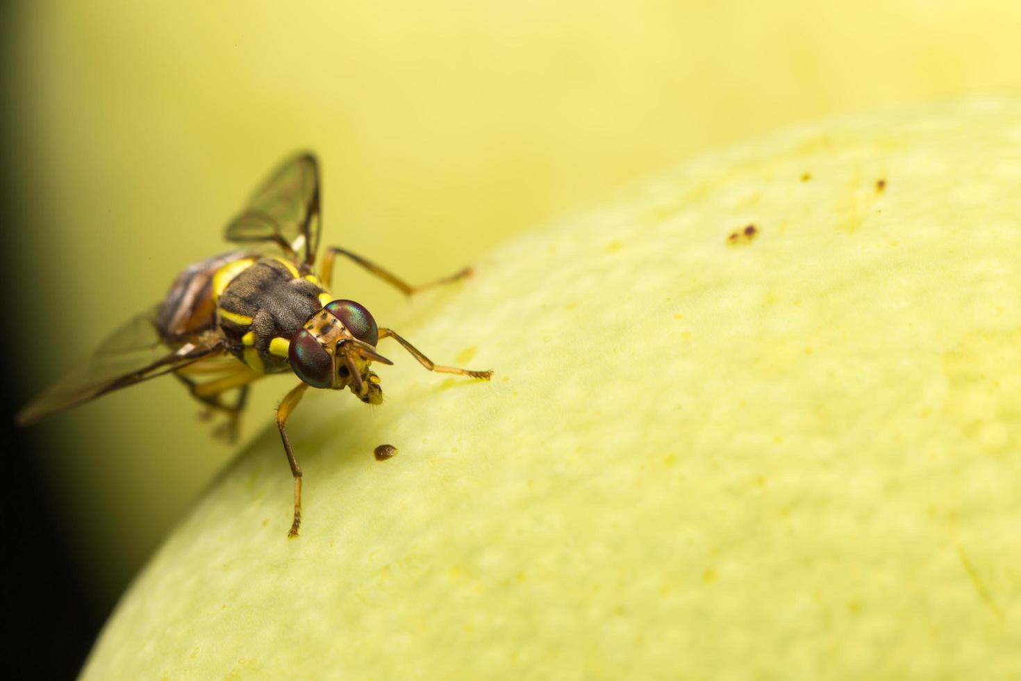 pequeño insecto de cerca foto