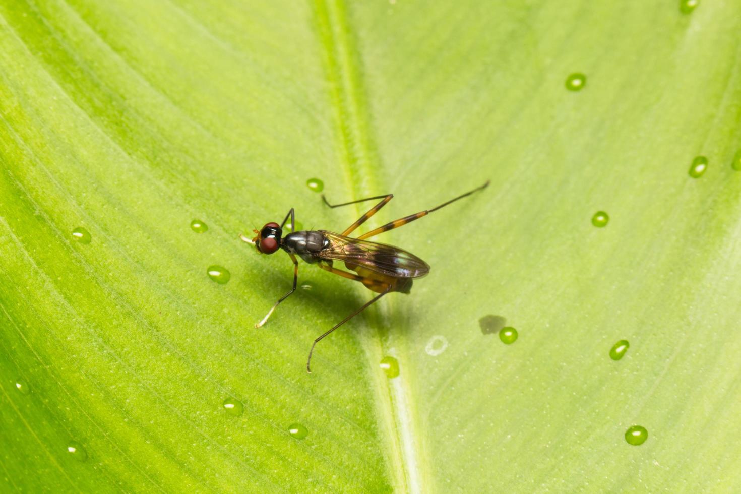 Small insect close-up photo