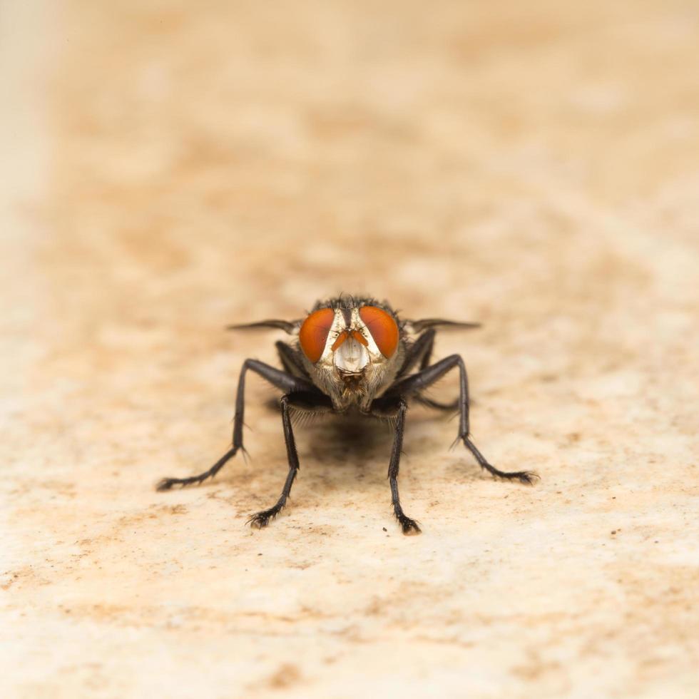 Fly on a leaf photo