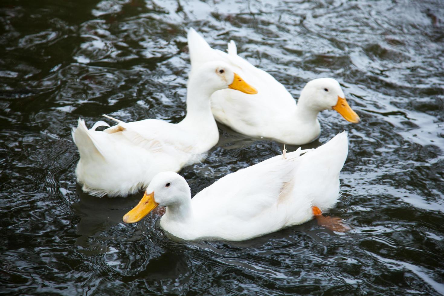 patos en el estanque foto