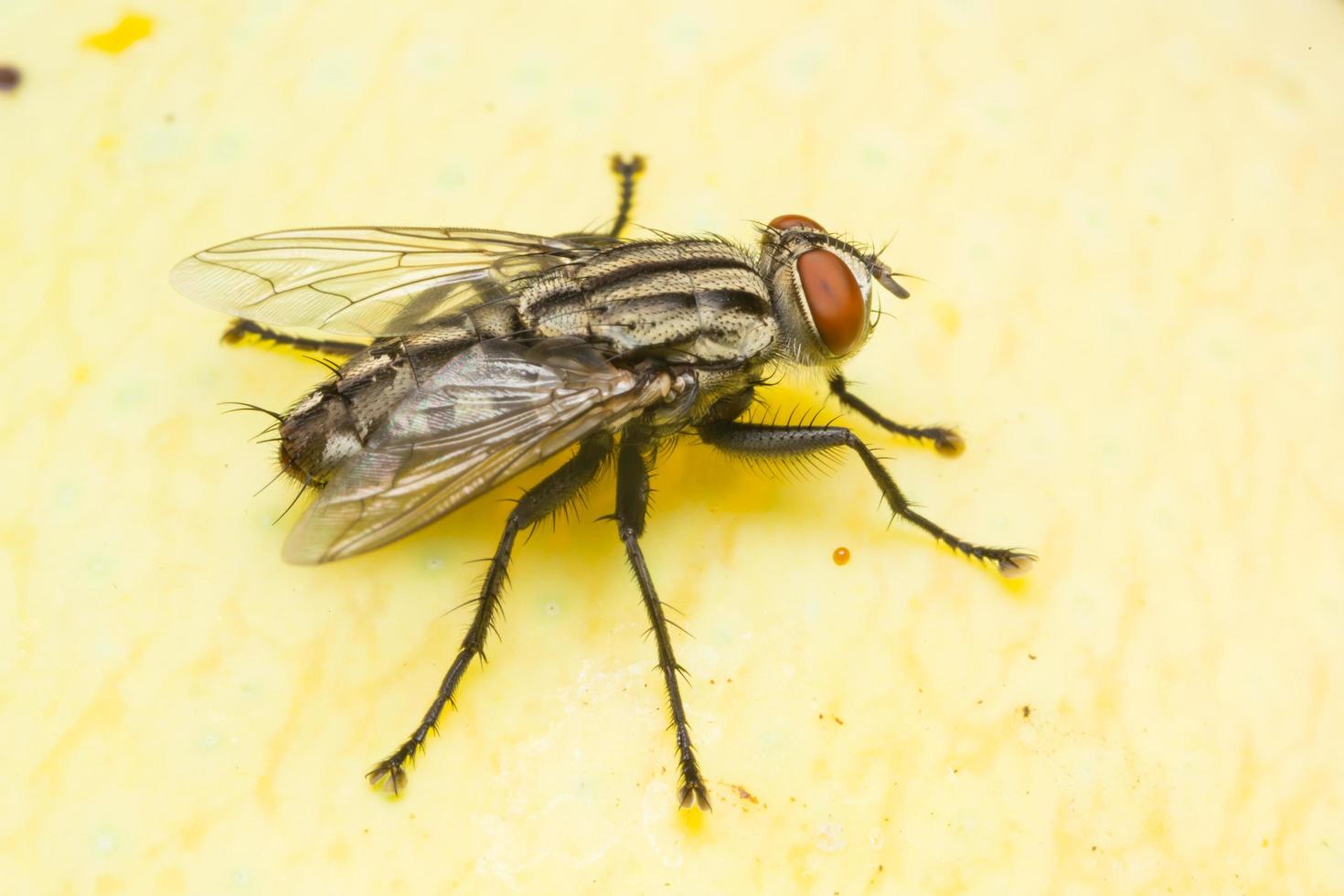 Fly on a yellow surface photo