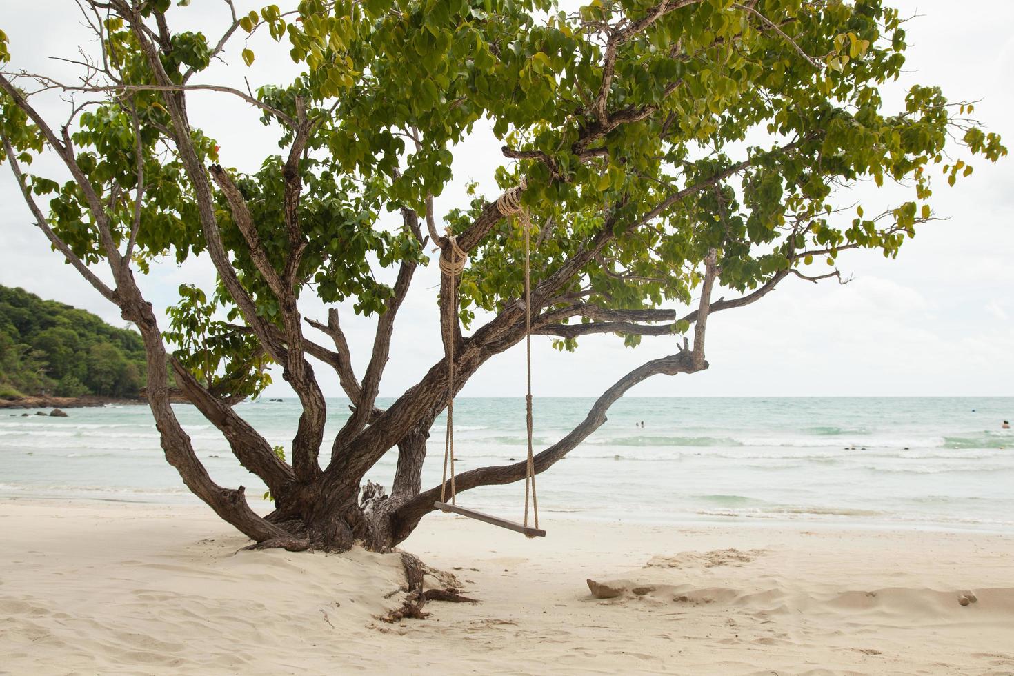 Swing on a tree photo