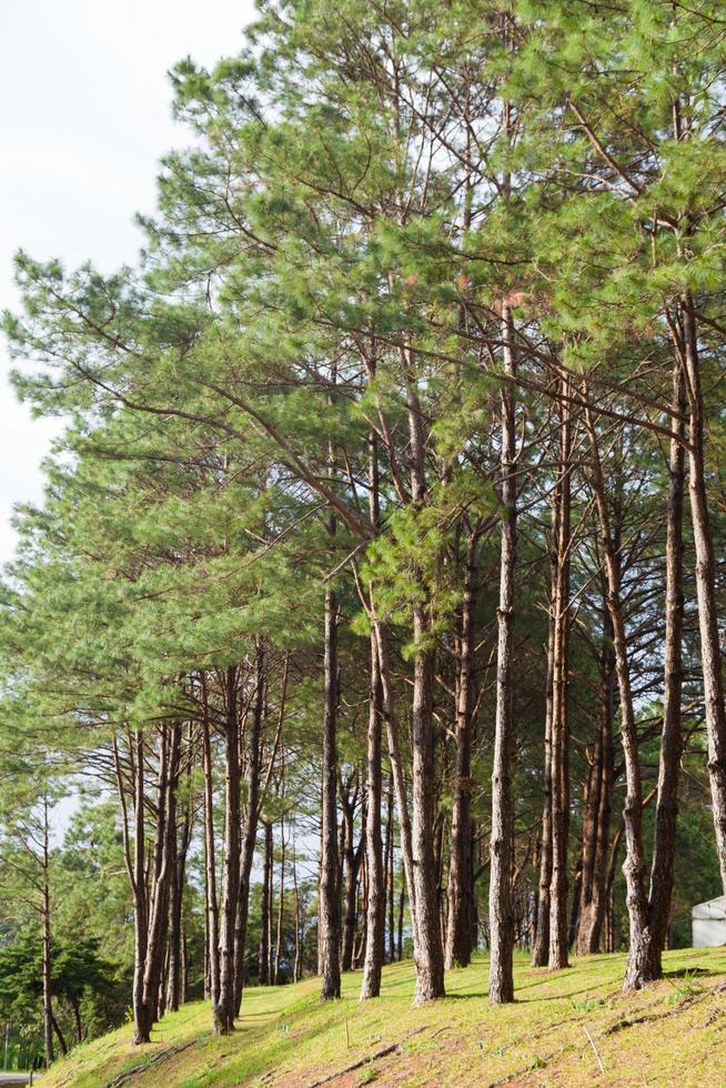 Pine growing on the lawn on a hill in the park photo