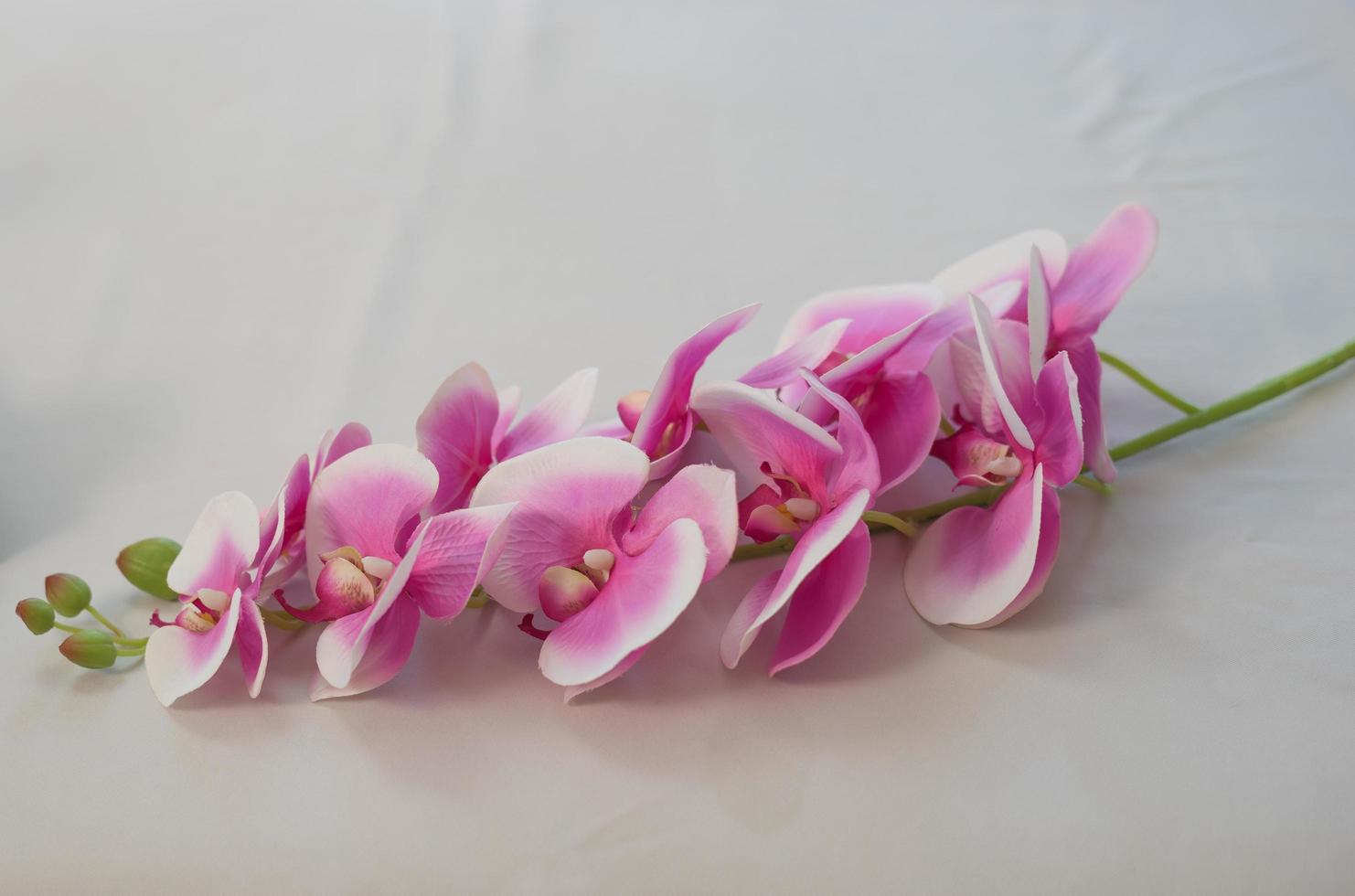 Orchid flowers at spa salon photo