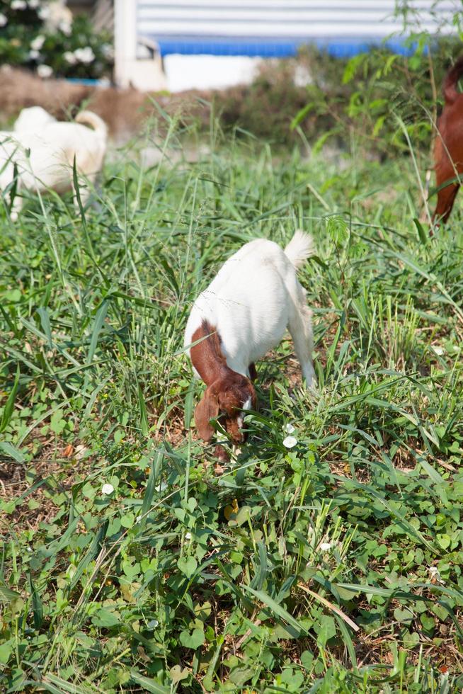 cabras comiendo pasto foto