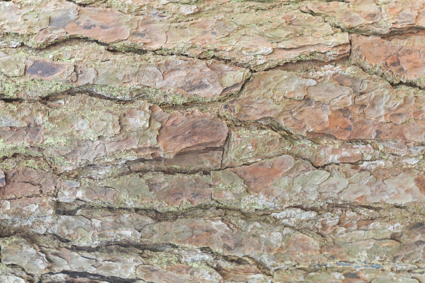 Surface of the bark photo