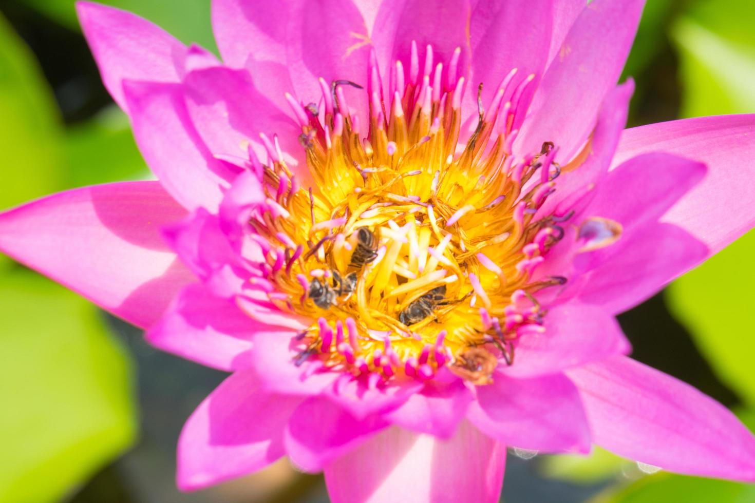 abejas en una flor de loto foto