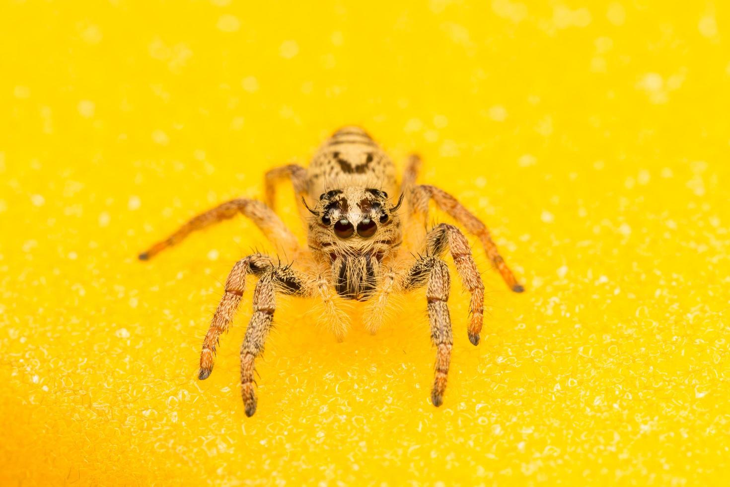 Spider on an yellow surface photo