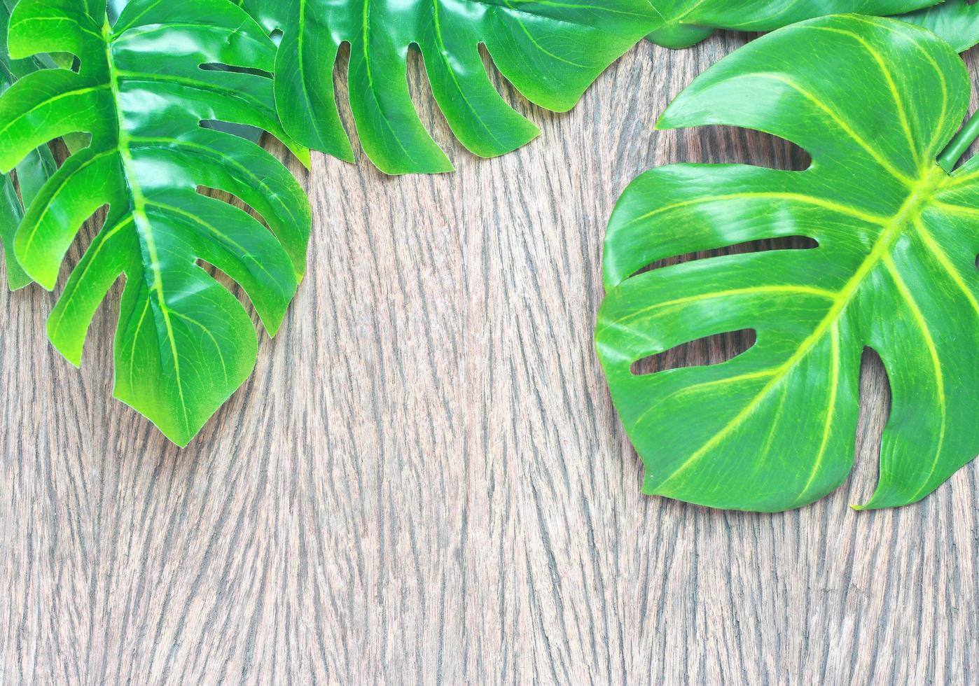 hojas de monstera verde sobre madera foto