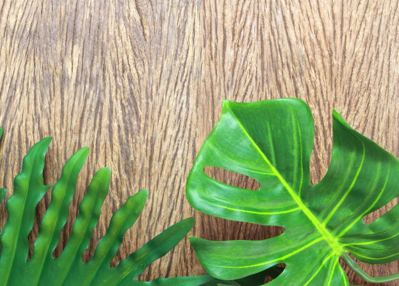 Two green leaves on wood photo