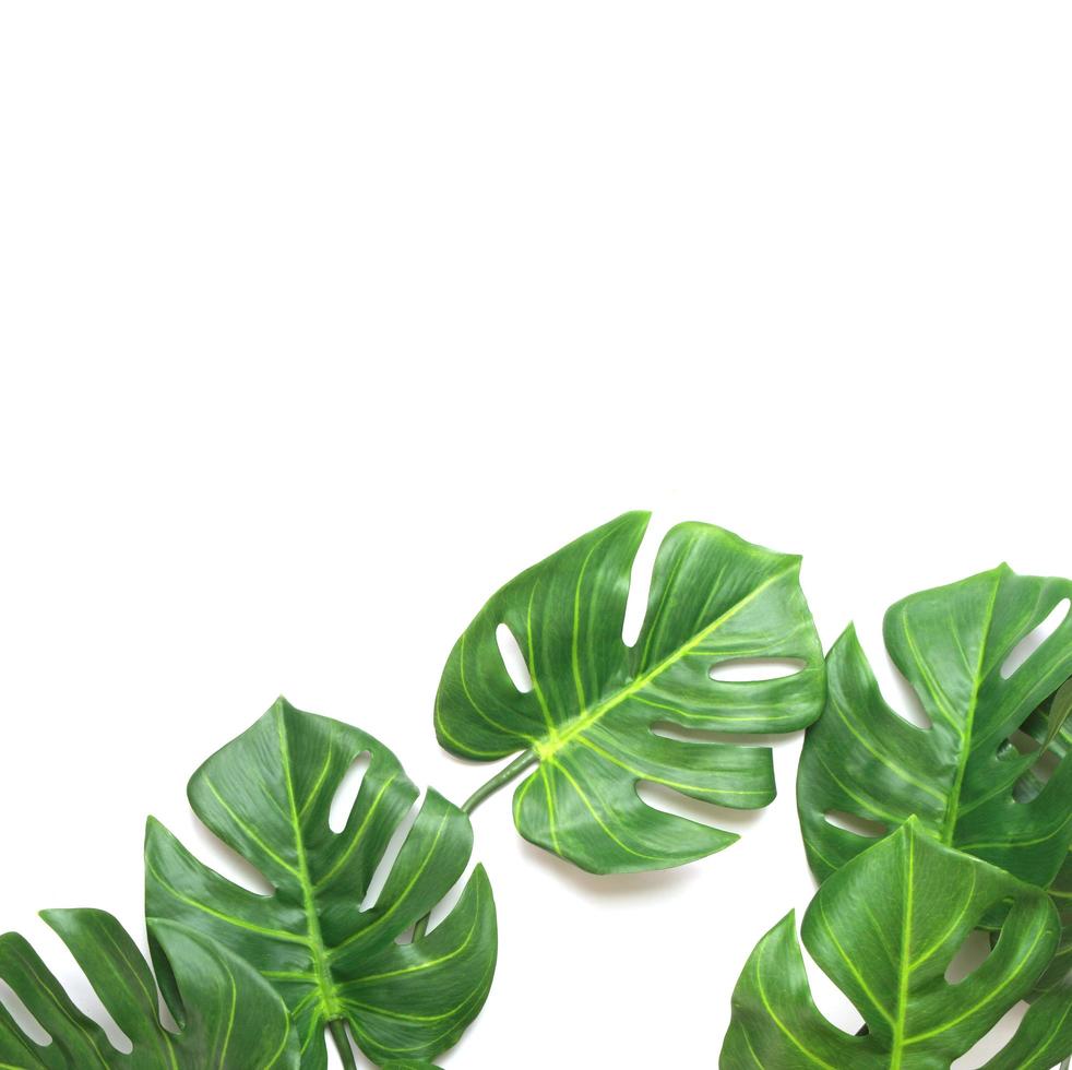 Tropical monstera palm leaves with copy space photo