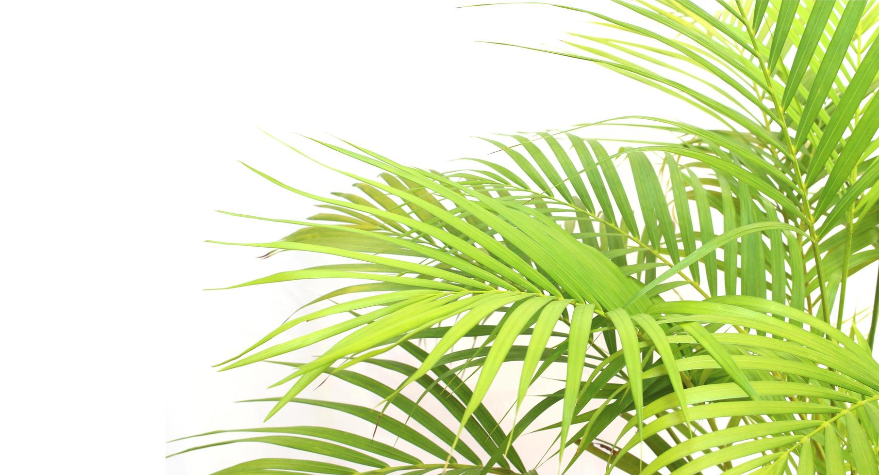 Vibrant bright green palm leaves photo