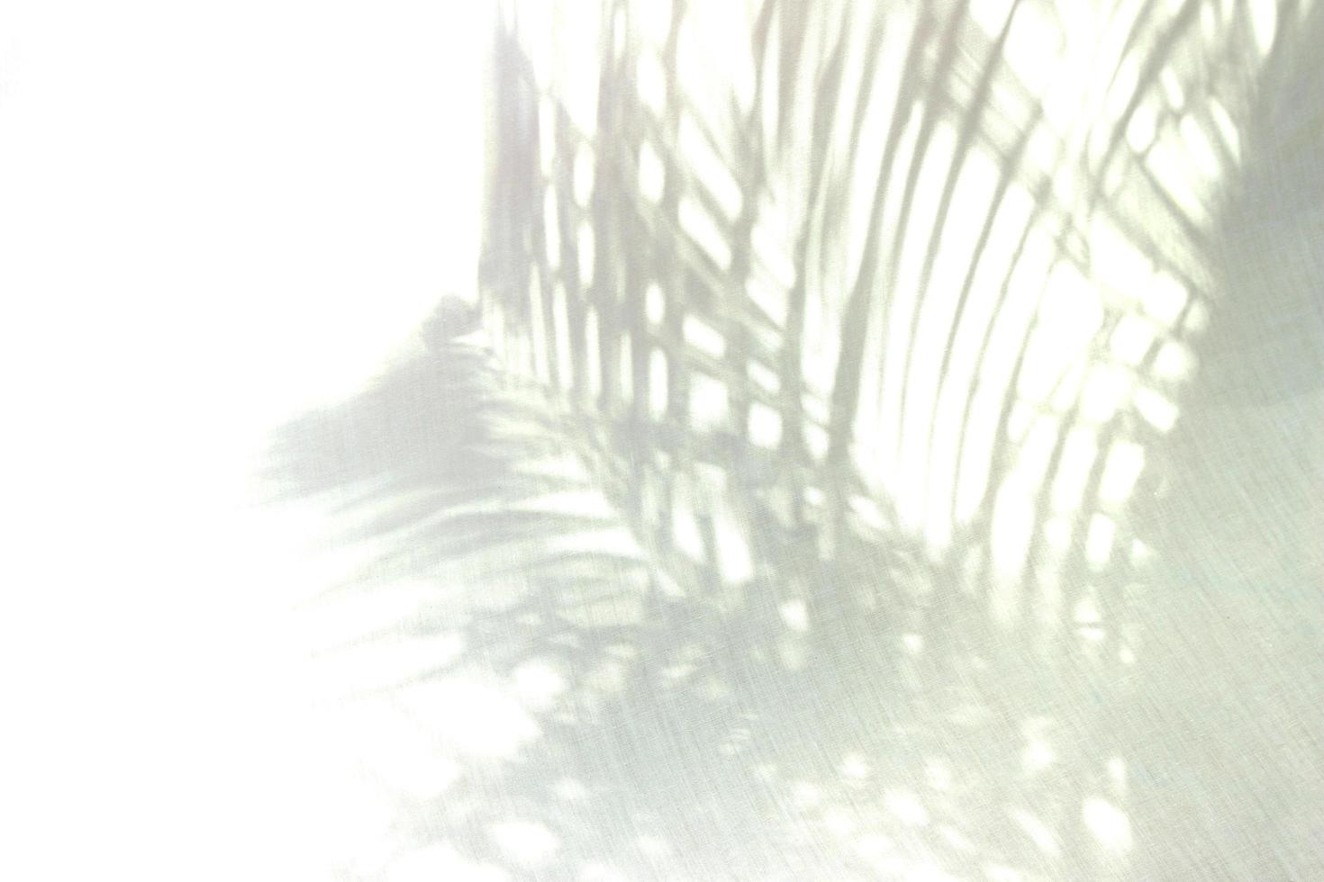 sombras de hojas de palma foto