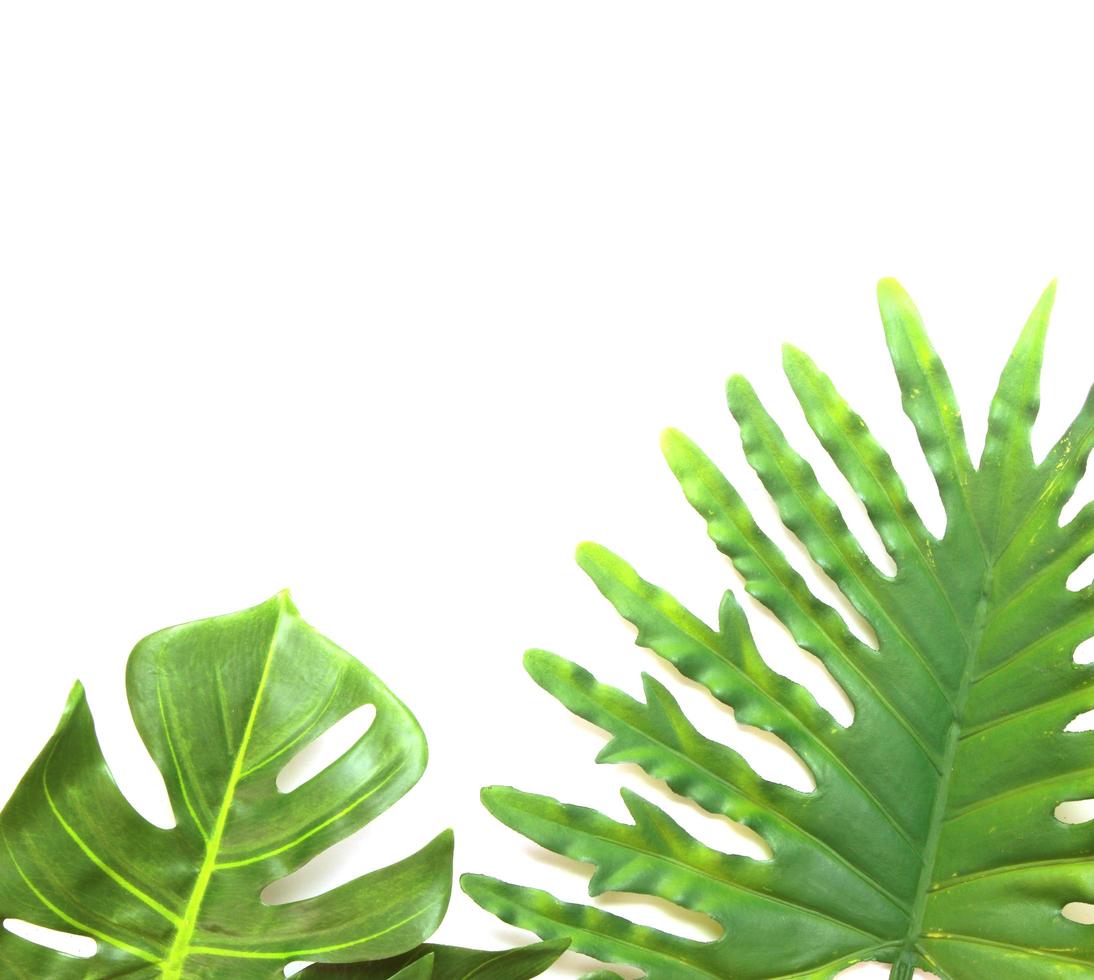 Two tropical leaves on white photo