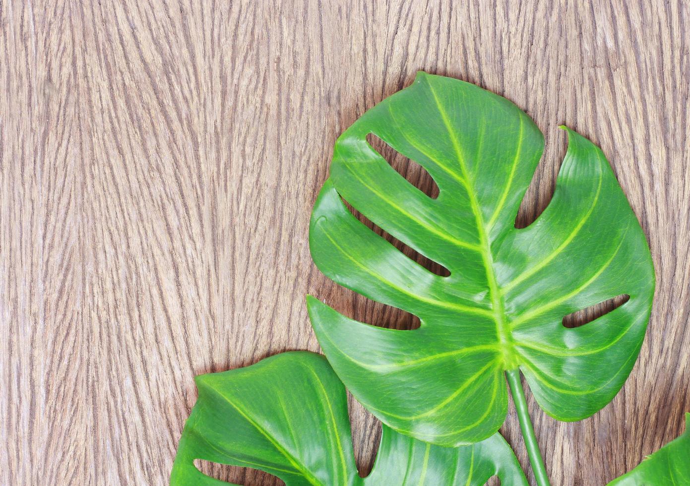 Green monstera leaves on wood background photo