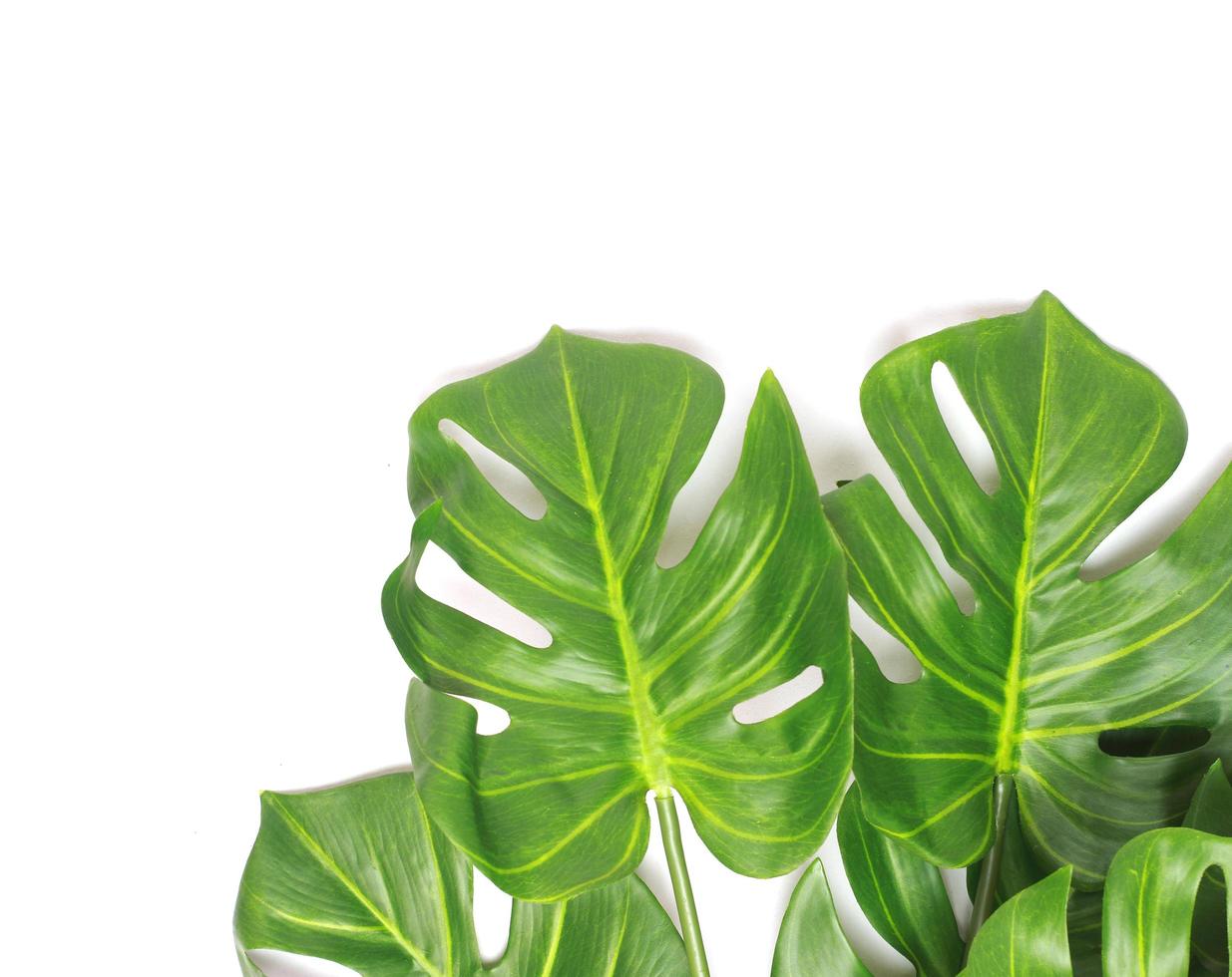 Green monstera leaves on white photo