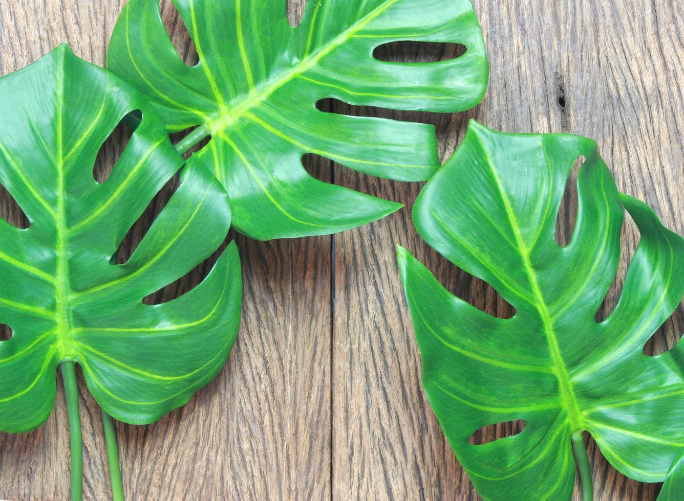 tres hojas de monstera en madera foto