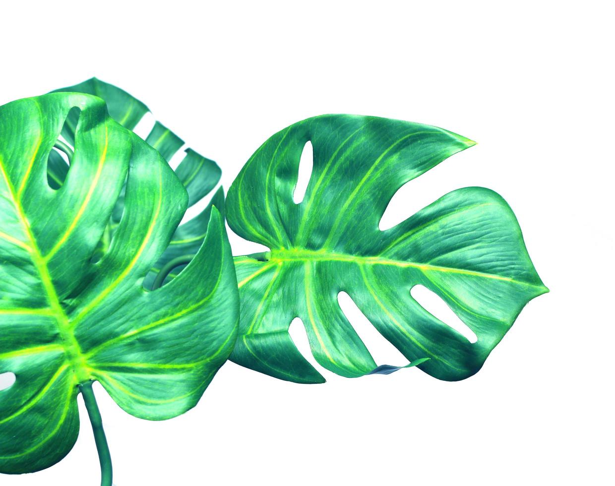 Two monstera leaves photo