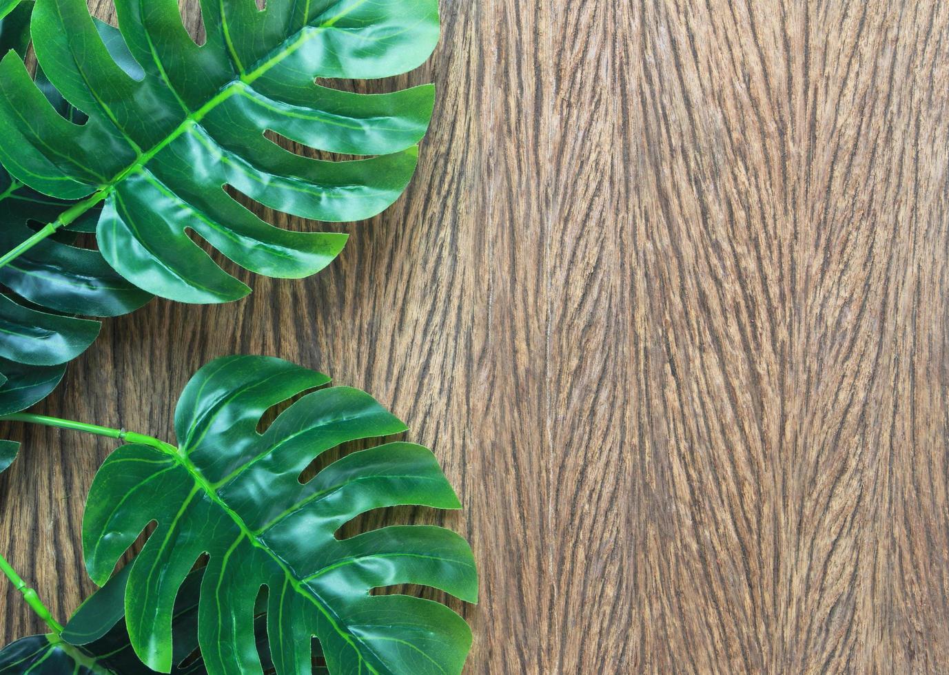 Shiny green leaves on wood photo