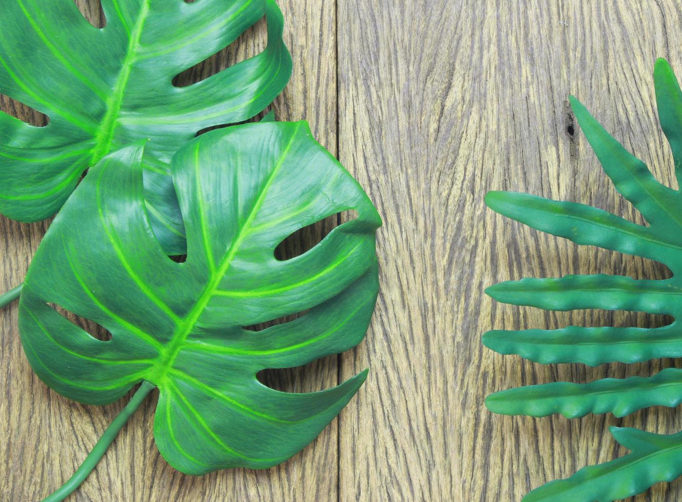 Green philodendron and monstera leaves photo