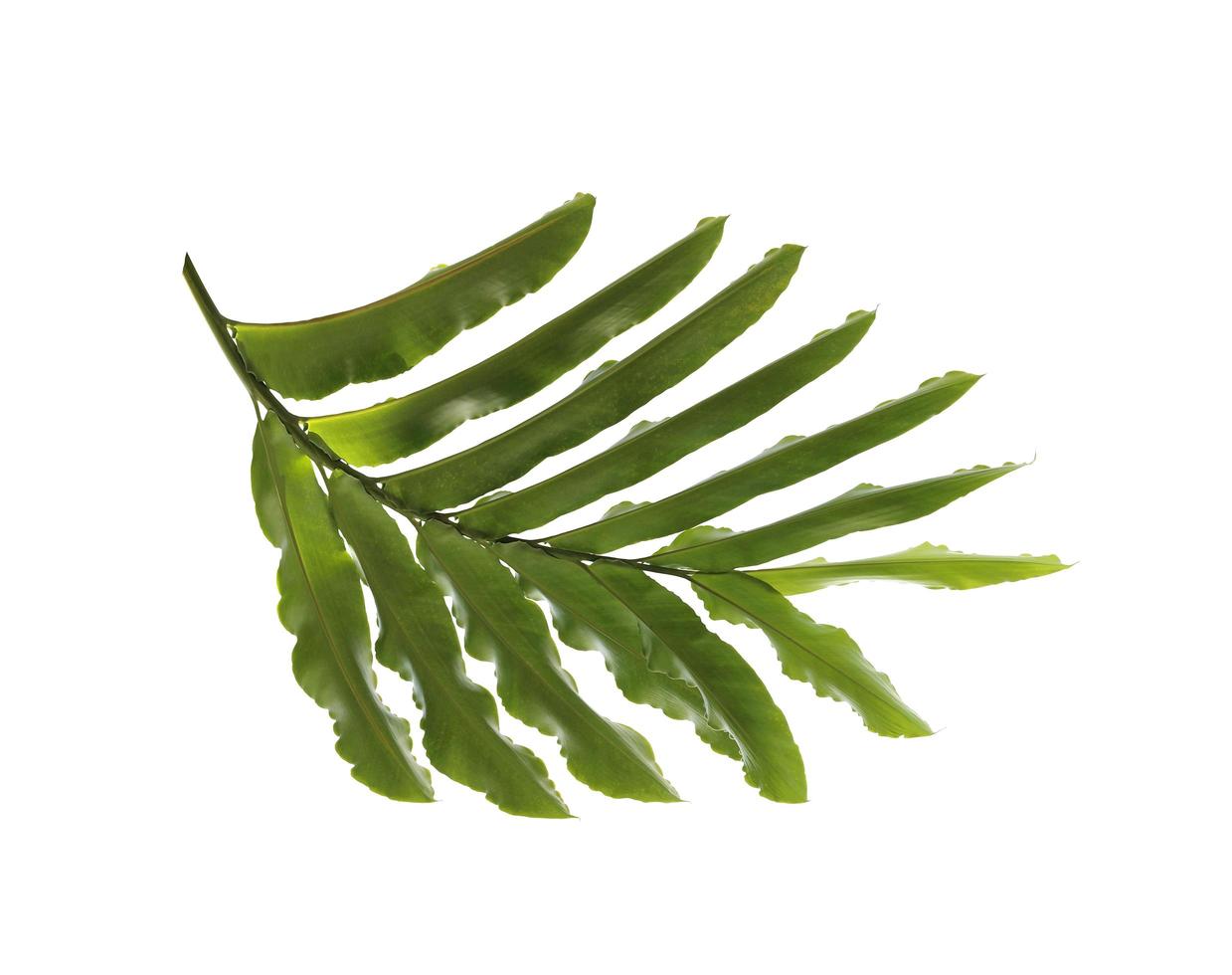 Deep green leaf on white photo