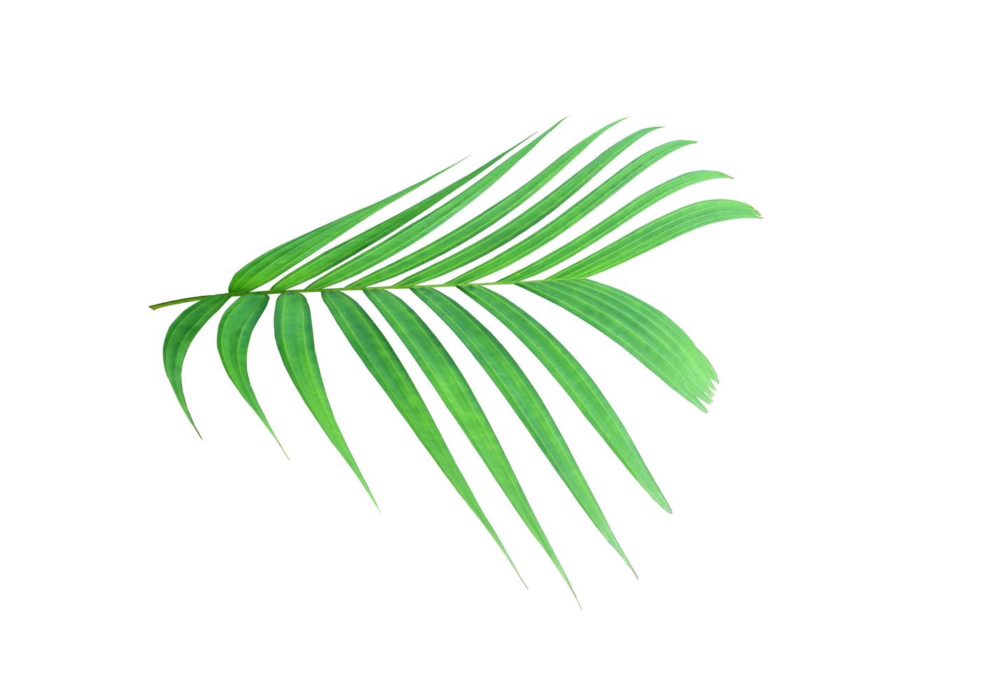 Tropical lush vibrant green leaf photo