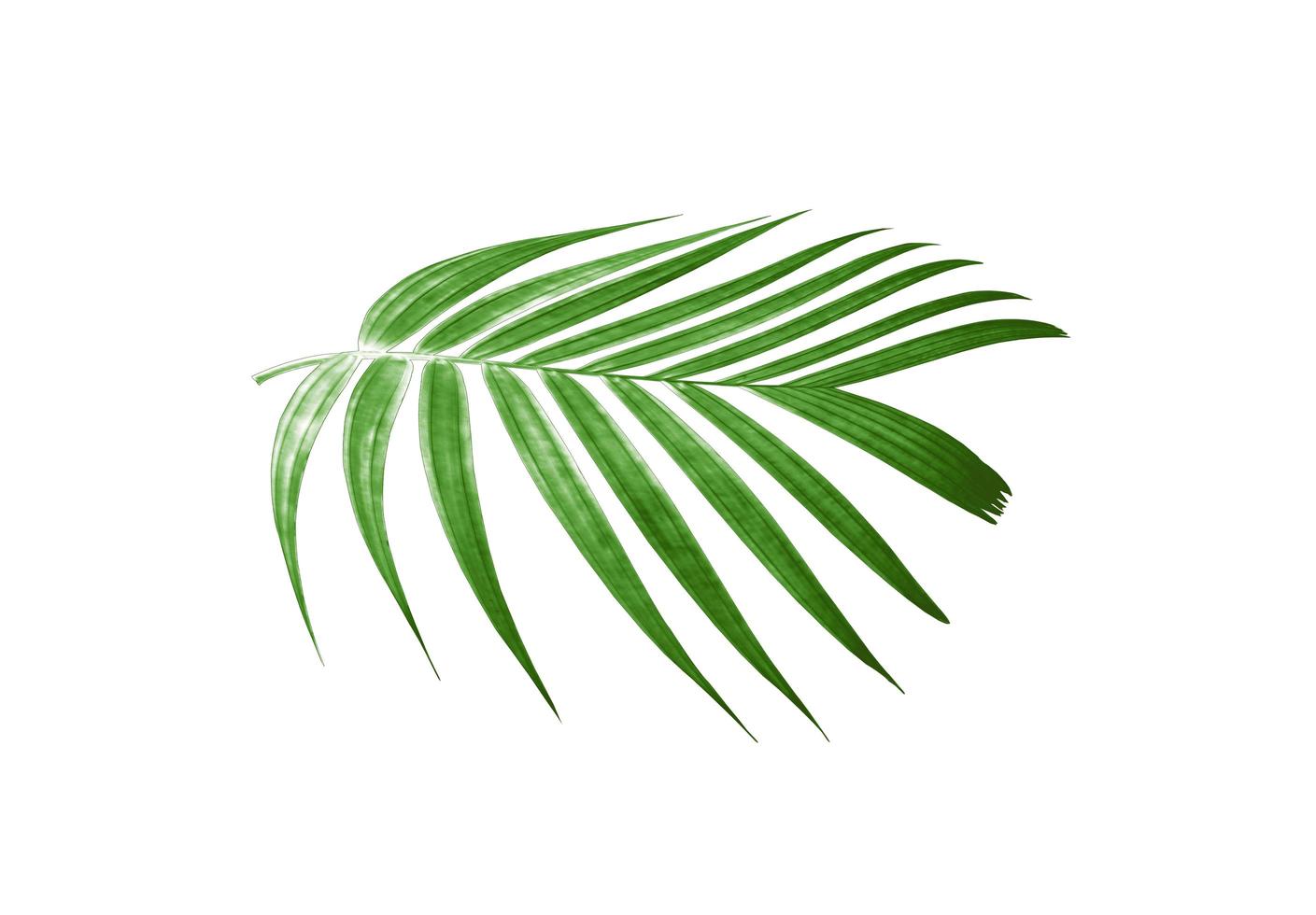 Green palm leaf cutting photo