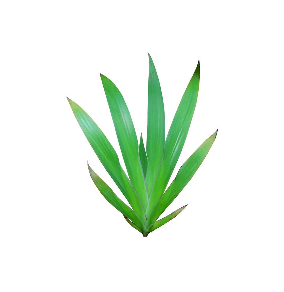Green lily leaf photo