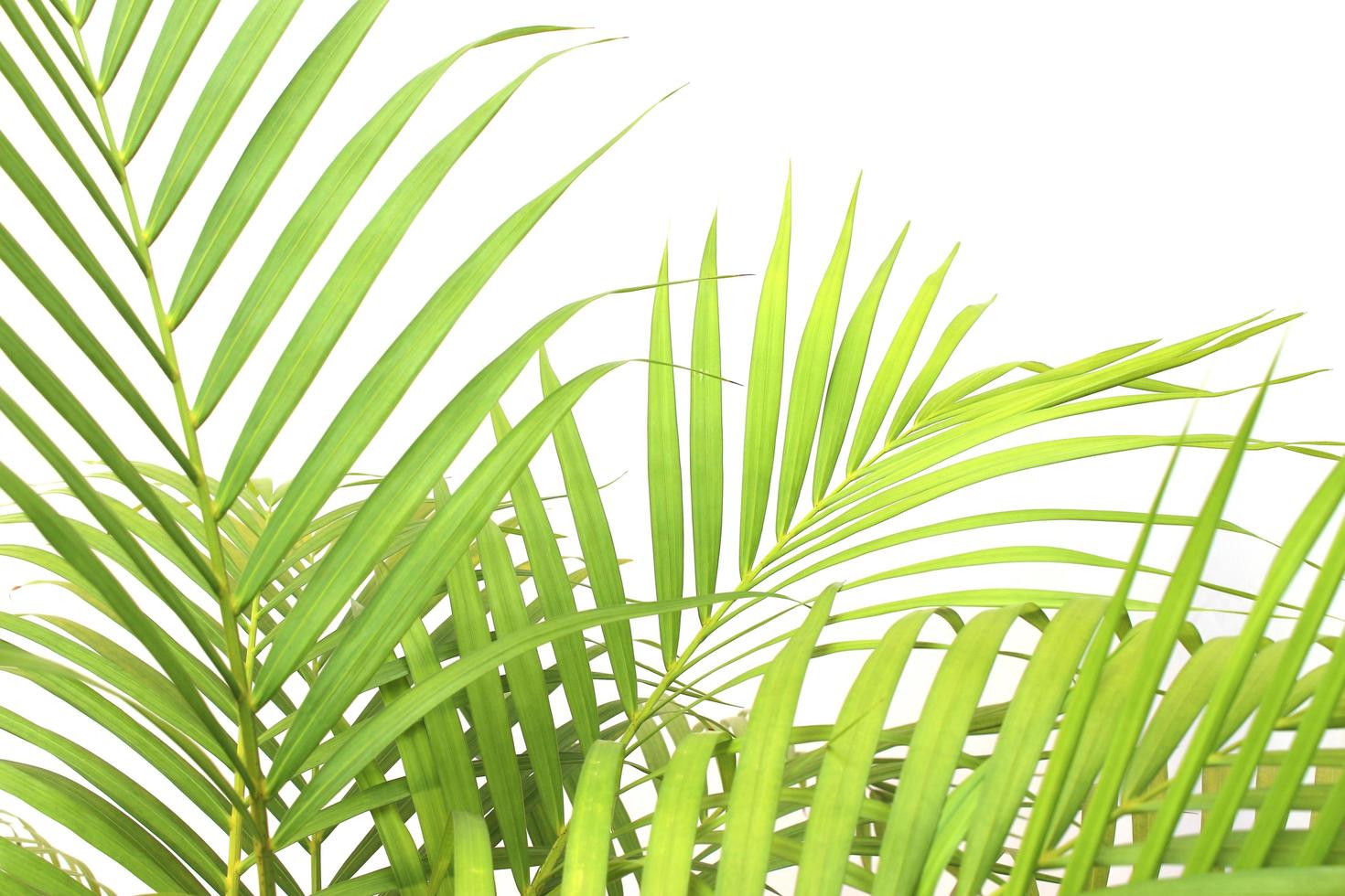 Group of tropical leaves on white photo