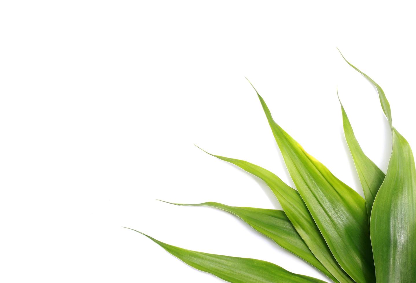 Pile of green leaves on white photo