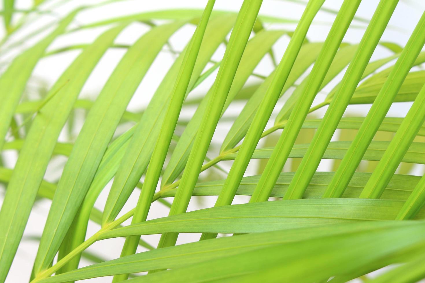 Close-up of bright green leaves photo