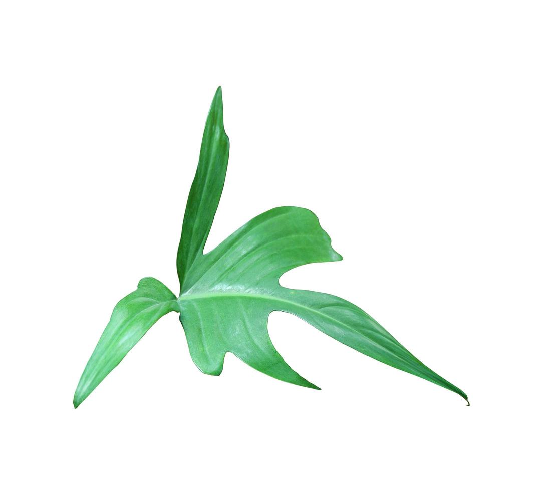 Swiss cheese vine leaf photo