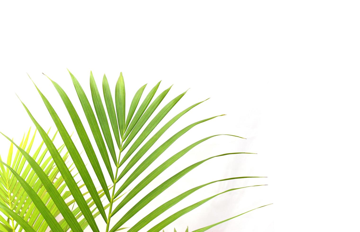Tropical leaves on white photo