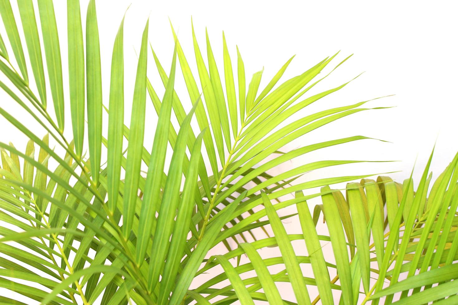 Vibrant green palm leaves on white photo