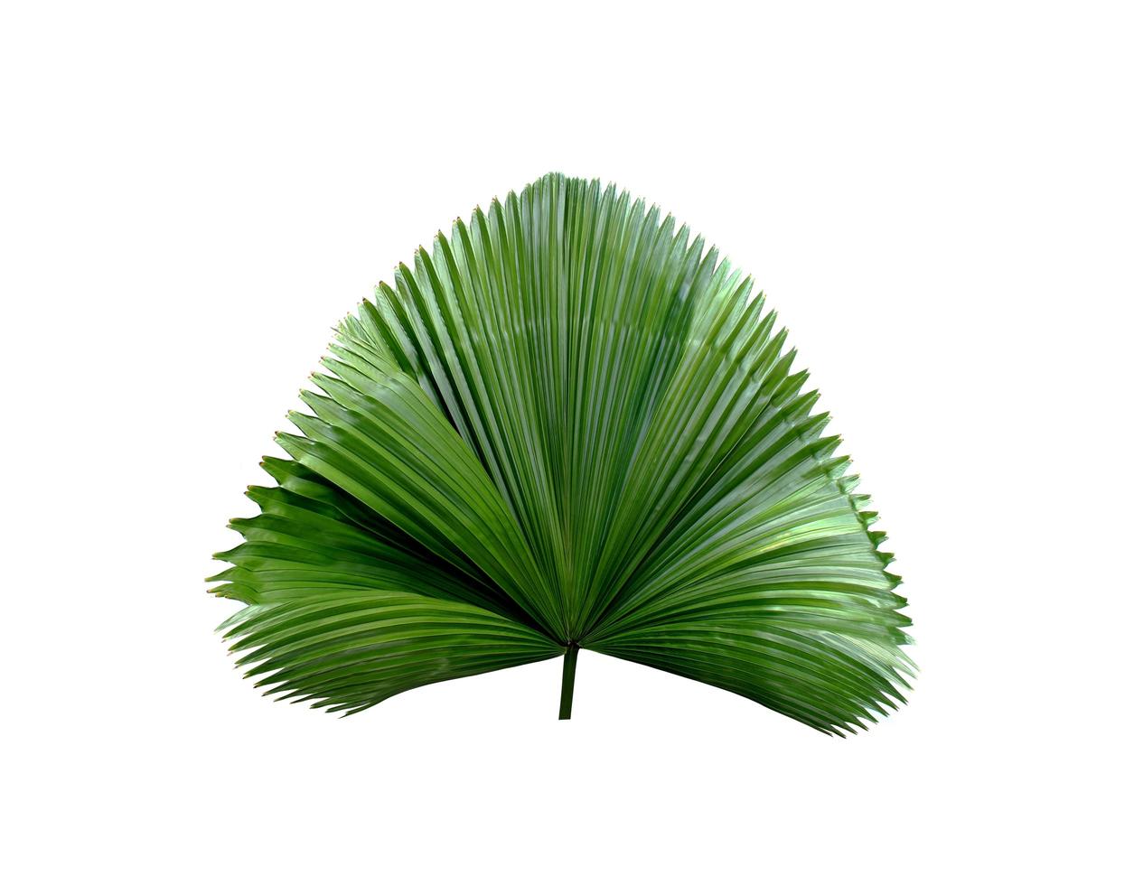 Tropical green blowing palm leaf photo