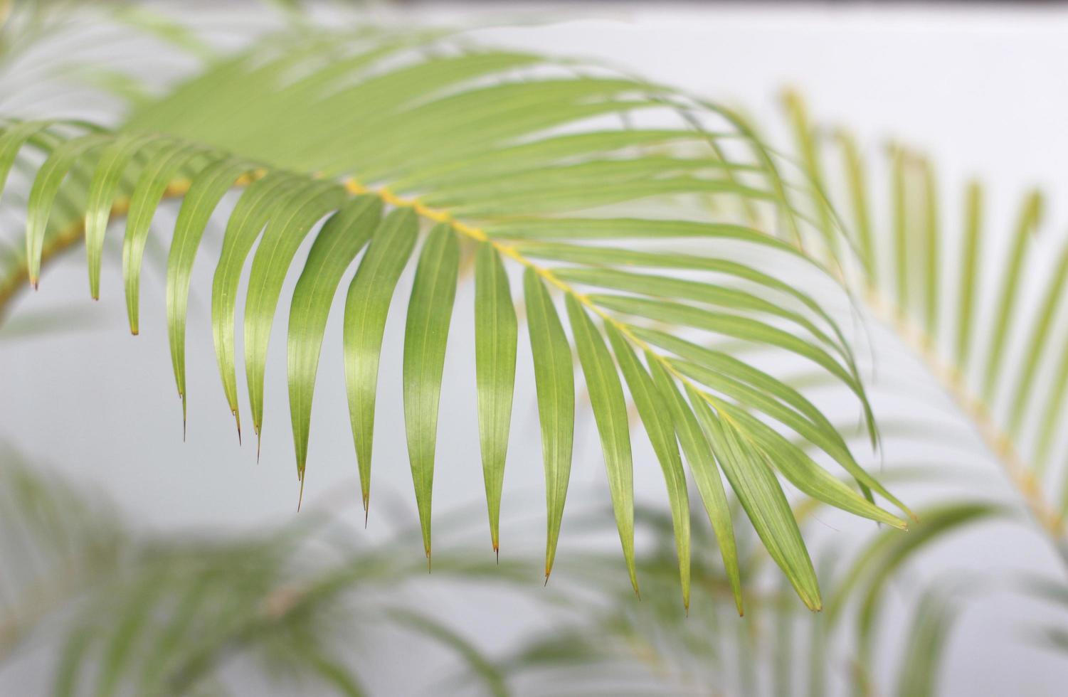 Tropical palm leaf plant photo