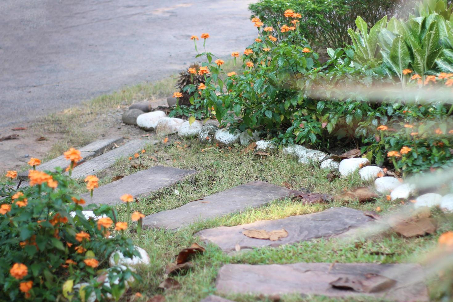 pasos en un jardín foto