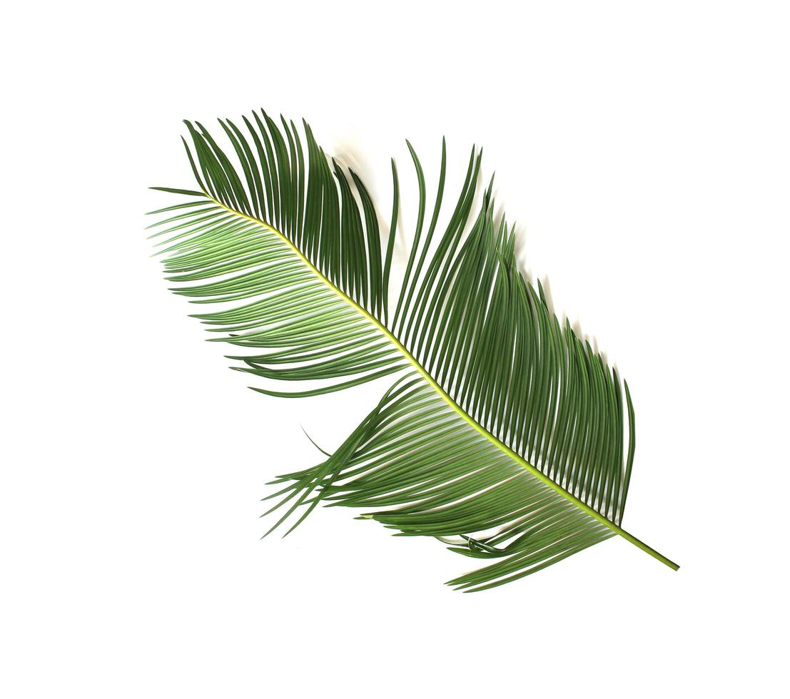 Lush tropical palm leaf photo