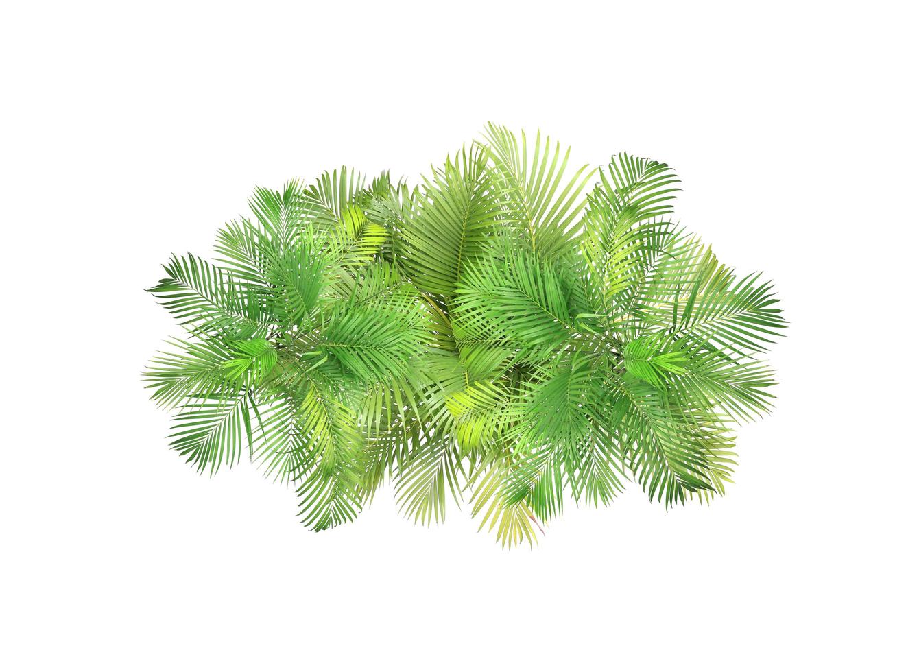 Top view of palm leaves photo